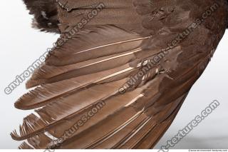 bird skin feather 0013
